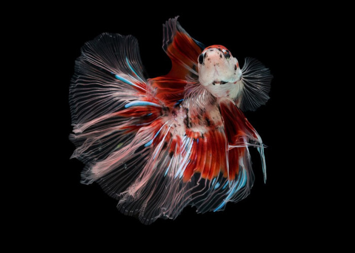 Tak Harus Mahal, 5 Ikan Cupang Cantik Dengan Harga Terjangkau 