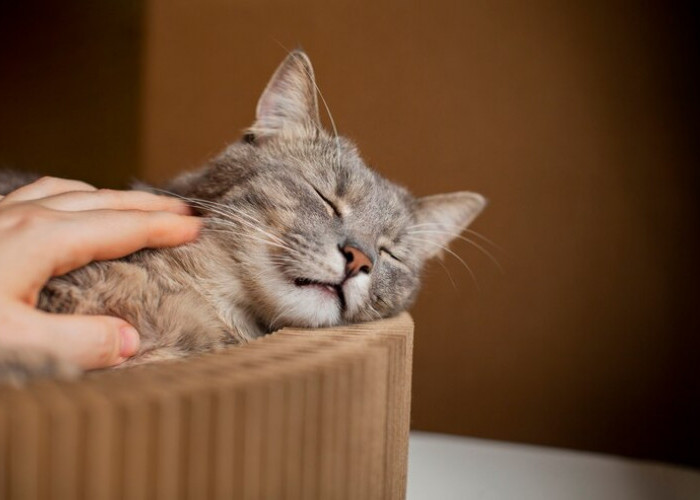 Siapkan Mental! Inilah Pertanda Kucing Akan Meninggal