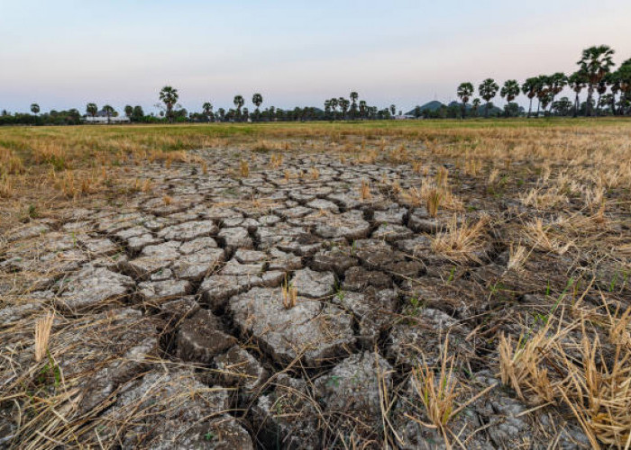Akibat El Nino, 164 Hektar Lahan Persawahan di Mesuji Terancam Gagal Panen
