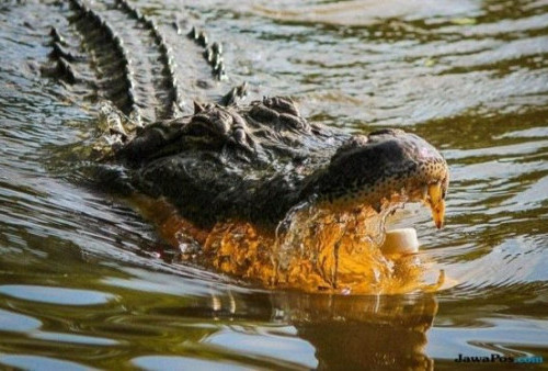 Disambar Buaya, Petambak Tulang Bawang Berhasil Melawan dan Lukai Mata Sang Predator