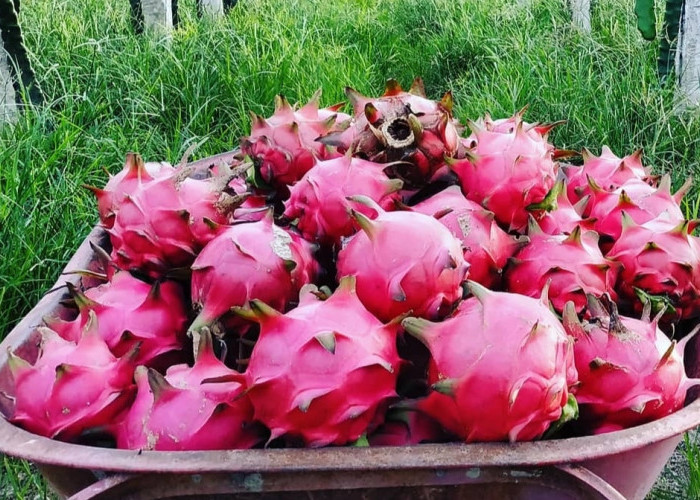 8 Manfaat Buah Naga bagi Kesehatan Tubuh, Ada Manfaat Mengatasi Obesitas 