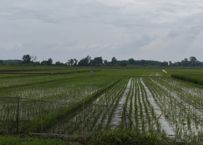 Dampak El-Nino, Harga Beras di Lampung Utara Meroket