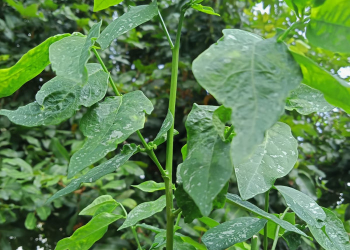 Ini 5 Khasiat Daun Katuk, Selain untuk Melancarkan ASI, Banyak Segudang Manfaat