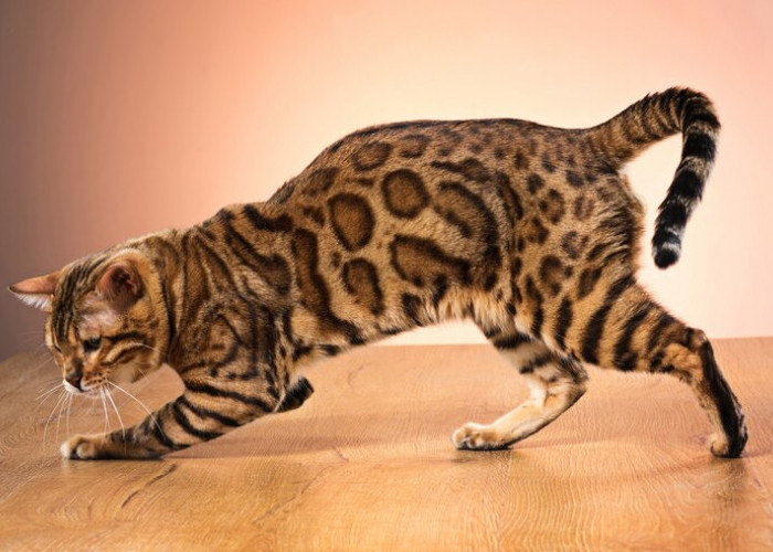  Jangan Salah, 7 Jenis Kucing Ini Termasuk Hewan yang Pintar