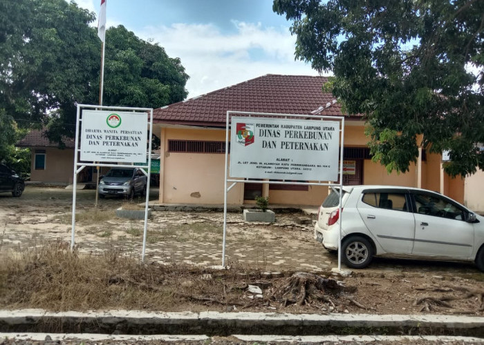 Lampurng Utara Klaim Aman Penyakit Septicemia Epizootica Sapi Ternak