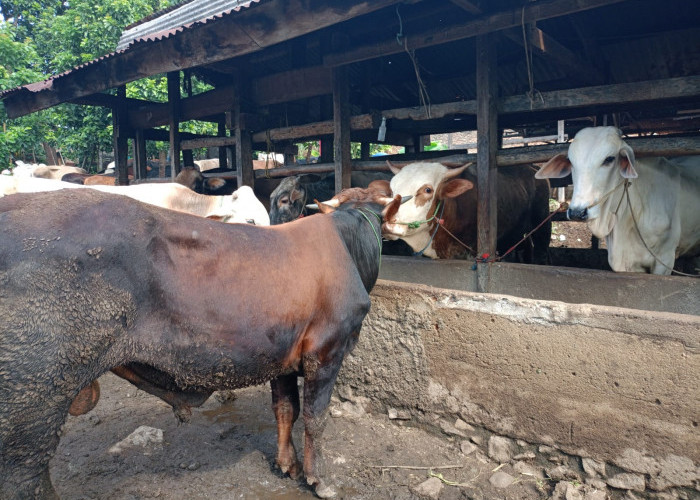 Hadapi Nataru, Feedlotter Diminta Utamakan Kebutuhan Daging Sapi di Lampung 