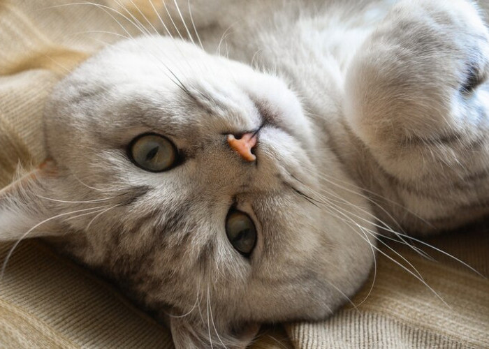7 Fakta dan Fungsi Kumis Kucing, Salah Satunya sebagai Penyeimbang Tubuh