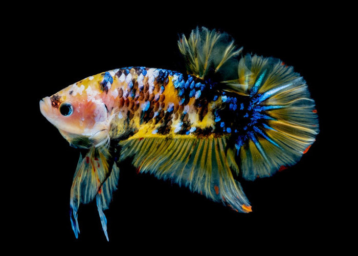 Anti Gagal! 7 Jenis Ikan Hias Air Tawar Paling Gampang Dipelihara