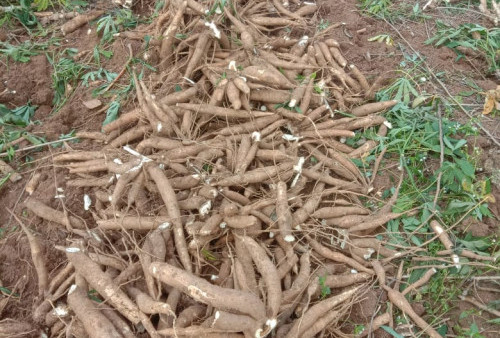 Petani Singkong di Tubaba Mengeluh, Perkilo Hanya Rp 300 Rupiah