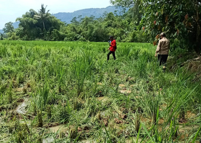 Gajah Datang Lagi, Ratusan Hektare Kebun Pisang dan Sawah Dirusak 