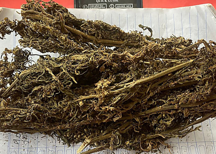 Satresnarkoba Polres Tanggamus Lampung Bekuk Dua Pengedar Ganja, BB Dikirim lewat Paket  