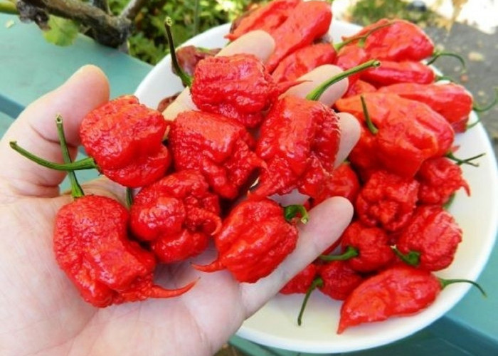 10 Cabai Terpedas di Dunia!! Pepper X, Tak Disangka Ada Yang Sangat Berbahaya Untuk Tubuh