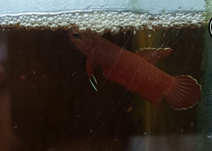 Ikan Cupang Terkecil di Dunia Berasal Dari Riau, Ini Faktanya 