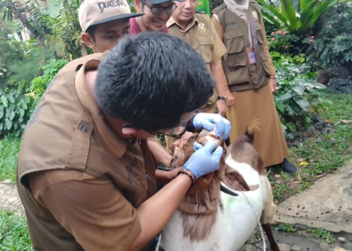 Distan Mulai Periksa Hewan Qurban di Bandar Lampung, Ini Hasilnya 