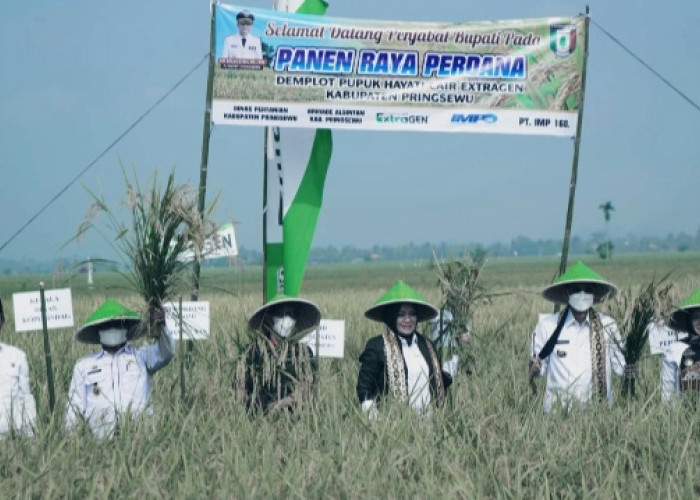 Kembangkan Sektor Pertanian, Ini Langkah Pemkab Pringsewu 