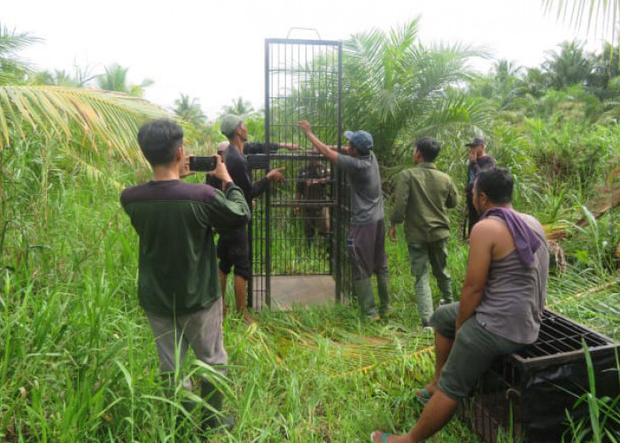 Bukan Masuk Perangkap, Beruang Malah Mendekati Pemukiman 