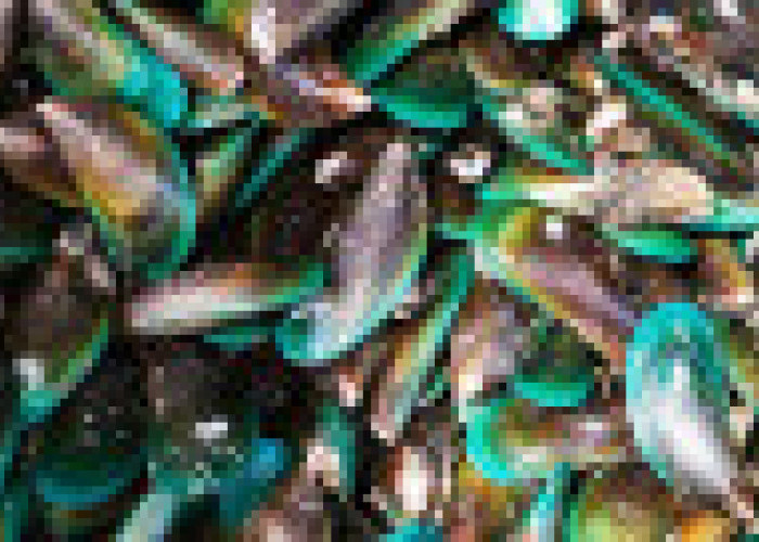 Headache After Eating Green Mussels? Here's How to Overcome It