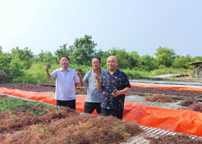 Lampung Bisa! Pengusaha Nasional Ini Dirikan Pabrik Pupuk Berbahan Rumput Laut di Tanah Kelahiran