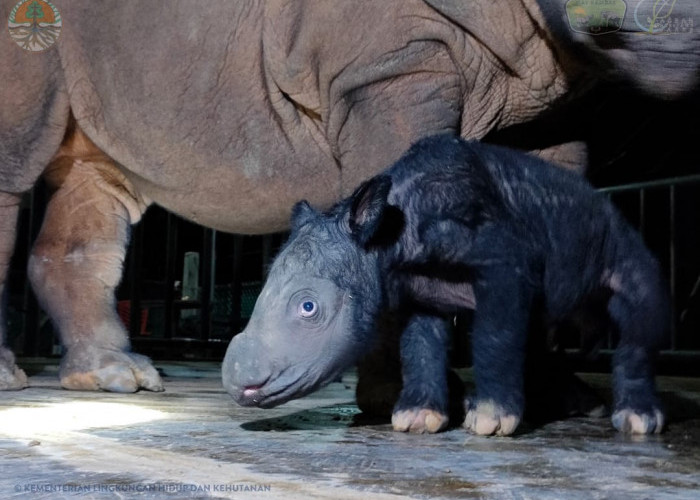 BREAKING NEWS! Badak Delilah Melahirkan Anak Pertamanya di Balai TNWK
