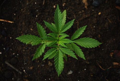MK Tolak Gugatan Legalisasi Ganja Medis untuk Kesehatan, Ini Alasannya 
