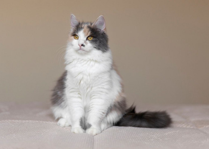  6 Rekomendasi Kucing Berbulu Panjang yang Sangat Indah dan juga Menawan, Cocok untuk Dipelihara