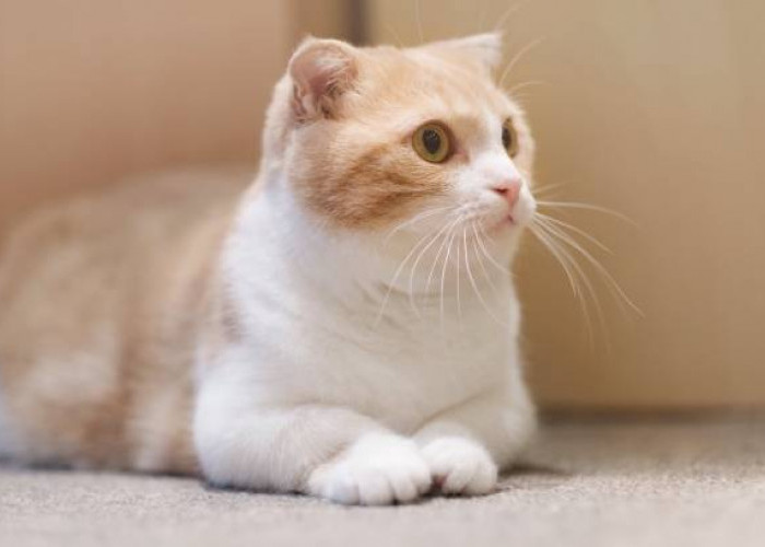 Sejarah Kucing Munchkin, Si Menggemaskan Berkaki Pendek Asal Amerika 