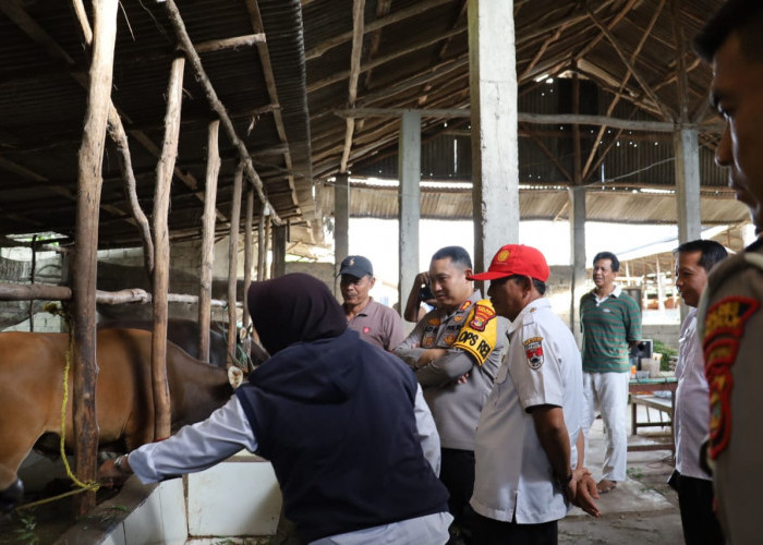 Stok Herwan Qurban di Mesuji Sebanyak 800 Ekor