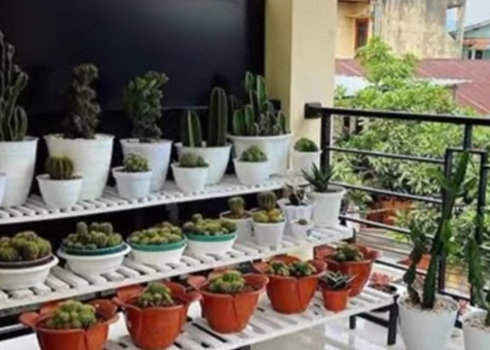 Tips Mendekorasi Tanaman Hias di Teras Rumah, Pengusir Stres dan Rasa Penat 