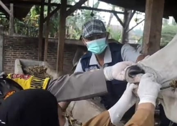 Periksa Hewan Qurban, Ini yang Dilakukan Pemkab Pringsewu