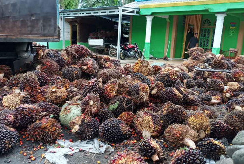 Pemprov Dukung Kenaikan Harga Sawit di Petani
