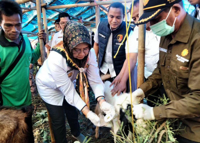Pengawasan Hewan Kurban Masih Berlangsung Sampai Besok, Ini Tips Menyimpan Daging yang Aman