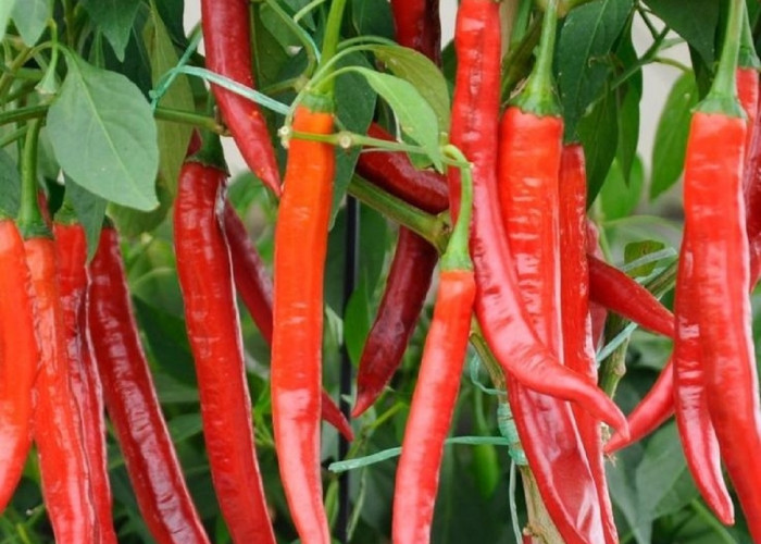 Cara Menanam Cabe Rawit dengan Teknik Semi Organik di Musim Kemarau
