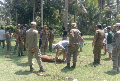 Gara-gara Ternak Berkeliaran, Pemilik Hewan di Pesisir Barat Harus Keluarkan Uang Segini  