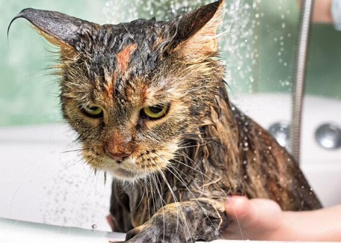 Ketahui 6 Hal yang Tidak Disukai oleh Kucing
