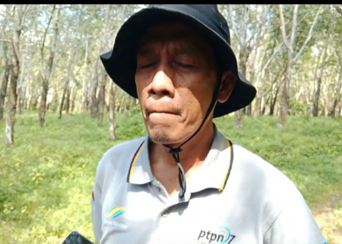 Heboh Ada Harimau di Pesawaran! Ternyata...