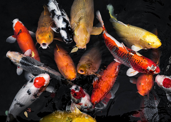  Rekomendasi Jenis Ikan Koi Termurah Cocok untuk Pemula