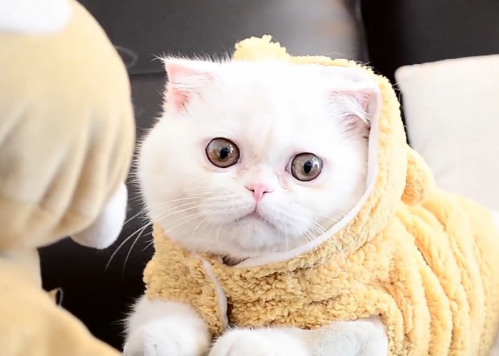 8 Kucing yang Mudah Dipelihara dan Bisa Dijadikan Teman Bermain, Anda Tertarik?