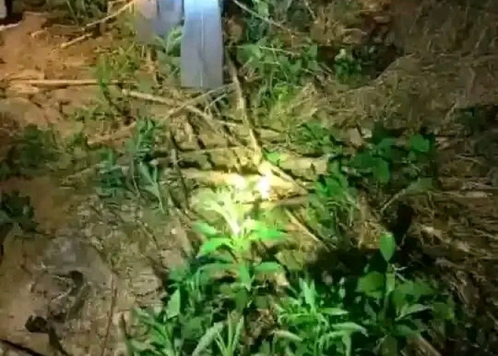 Ditemukan Tewas Mengenaskan, Warga Lambar Diduga Diterkam Binatang Buas