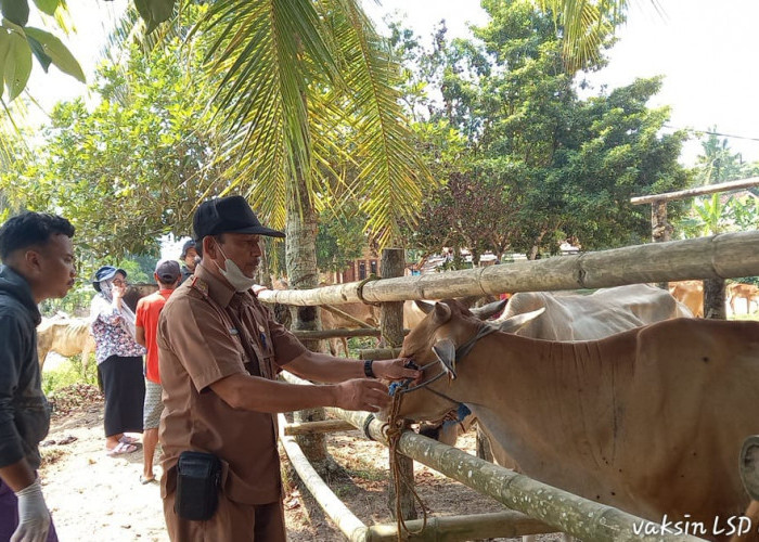 2000 Dosis Vaksin Virus LSD untuk Sapi Diajukan oleh Pemkab Mesuji ke Pemprov Lampung