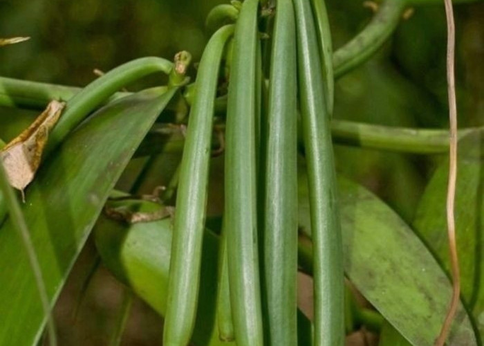 Cara Budidaya Vanili Modern, Si 'Emas Hijau' dengan Harga Jual Bisa Mencapai Rp 3 Juta per Kilogram