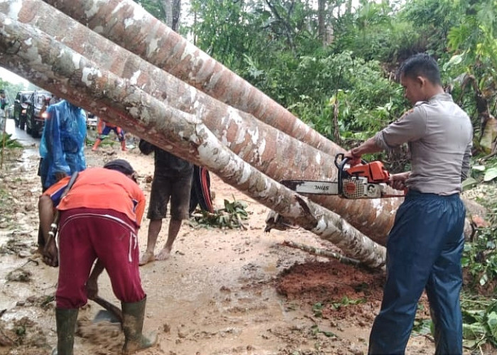 Jalinbar Pesisir Barat Lumpuh, Longsor di Kawasan TNBBS 