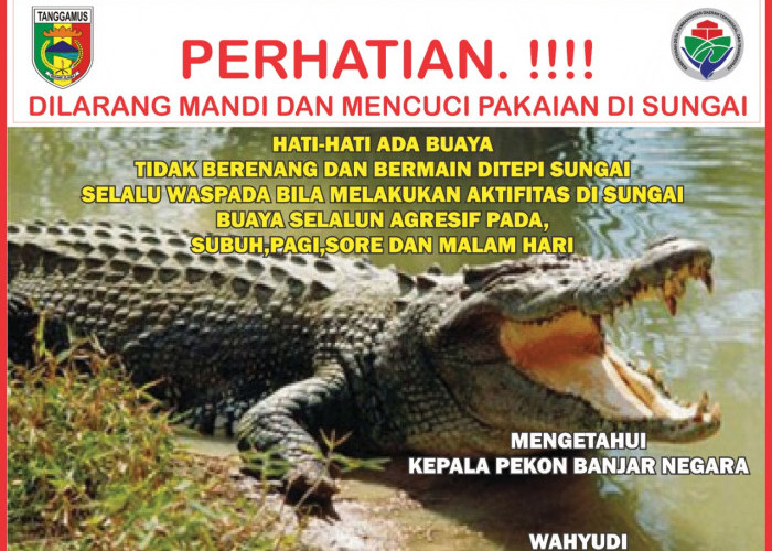 Waspada! Banyak Buaya di Kali Banjarnegara Tanggamus