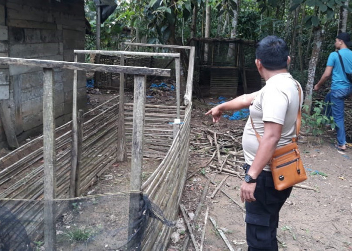 Lokasi Judi Sabung Ayam di Kebun Karet Digerebek, Warga Tulang Bawang Lari Tunggang Langgang