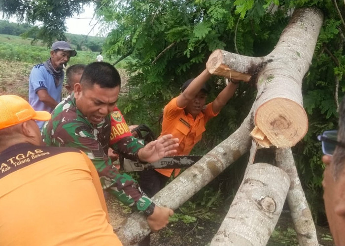 Cuaca Ekstrem, Pohon Besar di Menggala Tumbang Tutupi Jalan Umum