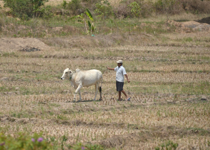 Dua Provinsi Aman Dari Serangan El Nino, Ini Penjelasannya 