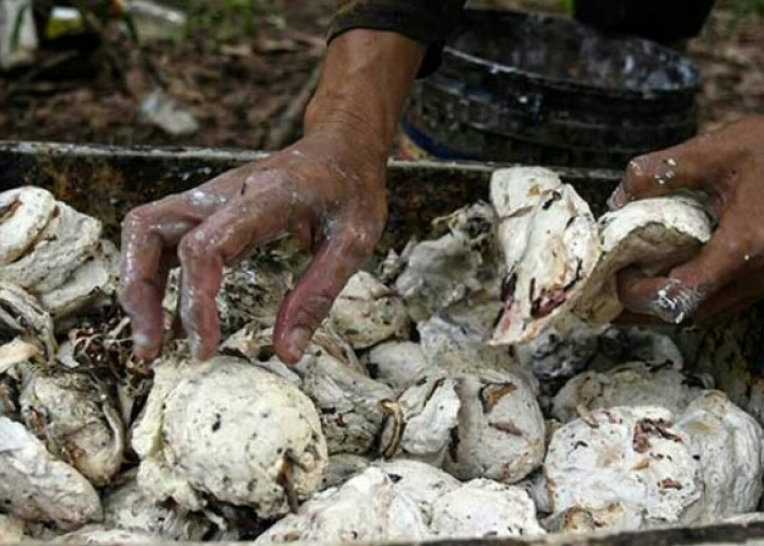 Harga Karet Kembali Turun, Petani Mulai Resah