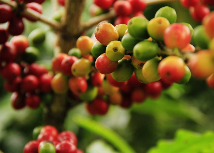 11 Jenis Tanaman Kopi Yang Harus Kalian Ketahui