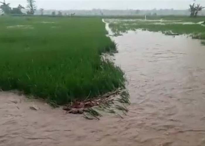 Way Belu Meluap, Sawah di Kota Agung Barat Terendam 