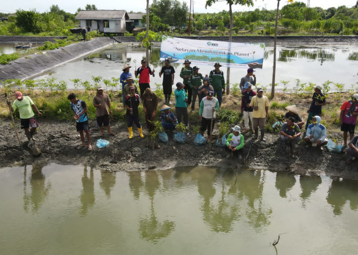 Petambak Dipasena Tanam 5.000 Bibit Mangrove