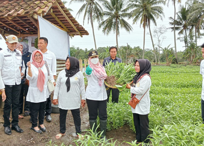 Bupati Tanggamus Hadiri Panen Sayur Kelompok Wanita Tani 
